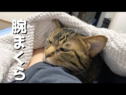 朝起きたら凶暴猫が俺の腕を枕にして寝ていました...