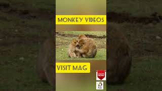 FUNNY PLAYING MONKEYS
