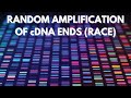 RACE Technique and RNA Mapping