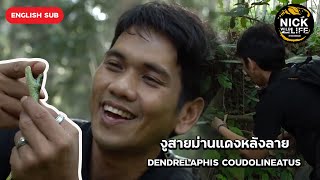 งูสายม่านแดงหลังลาย