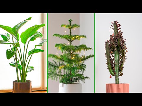 PLANTAS DE INTERIOR que CRECEN a lo ALTO