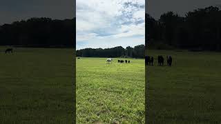 New girls #cows #freedom #food
