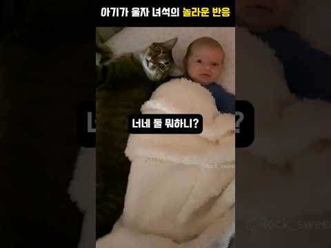 아기가 울자 고양이녀석의 놀라운 반응
