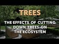 Impact of Deforestation on Ecosystems
