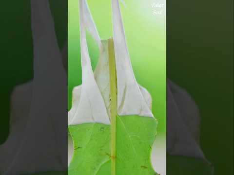 đ§Ŗ āĻāĻžāĻā§āϰ āĻĒāĻžāϤāĻž āĻĨā§āĻā§ āĻā§āĻāĻžāĻŦā§ āϤā§āϰāĻŋ āĻāϰāĻž āĻšāϝāĻŧ āĻāϤāĻŋāĻšā§āϝāĻŦāĻžāĻšā§ āĻĒāĻžāĻšāĻžāĻĄāĻŧāĻŋ āĻĒā§āĻļāĻžāĻ? #shorts