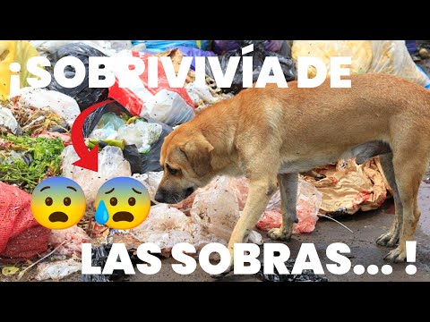 ¡EL PERRO QUE VIVÍA ENTRE LA BASURA DECIDIÓ CONFIAR EN UNA CHICA Y ESTO PASÓ!😨