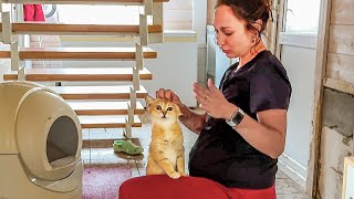 БЕСПОКОЙНАЯ БАРХАННАЯ КОШКА НЕ ДАЁТ ТРОГАТЬ КОТЯТ / Анфиса осматривает кошачий дом