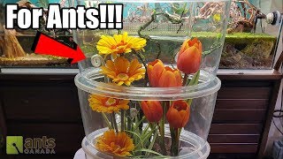 MAKING BEAUTIFUL, SIMPLE ANT FARMS