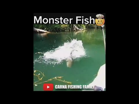 Monster Fish Strike 💥 #fishing #silure #bigfish #shorts