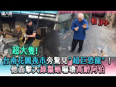 【台南花園夜市旁驚見「超巨恐龍」！ 他直擊大綠鬣蜥嚇壞高齡阿伯】@joby0372