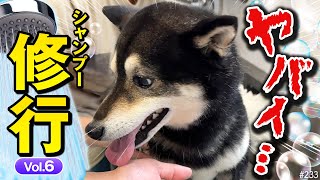 とうとう洗われた犬。トリミングサロンでシャンプーの修行をする柴犬