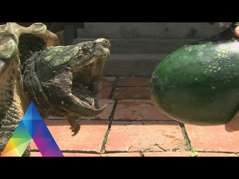 DUNIA BINATANG - KEKUATAN DUNIA REPTIL (2/5/16) 3-1