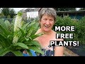 Dividing Plants and Garden Planning