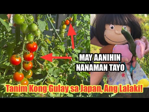 LIVE: Munting Gulayan Ko sa Japan – Join Kayo! #minifarm #vegetables #hokkaidojapan #buhayprobinsya