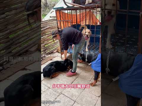 "Four Fierce Dogs Clash! 🐕 The Righteous Doberman Steps In! ⚖️ #Dog #GuardDog"