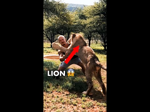 LION JUMP! #shorts