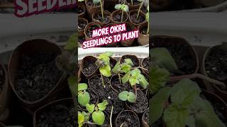 Planting okra seedlings! Okra update from seed, upcycle food container #okra#backyardgarden#seedling