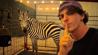 I Bought a Zebra From Temu 