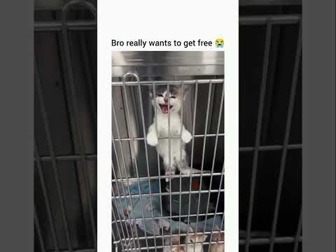 Poor CAT Cries for FREEDOM! #catshorts #catlovers #funnycatvideos #funnycats