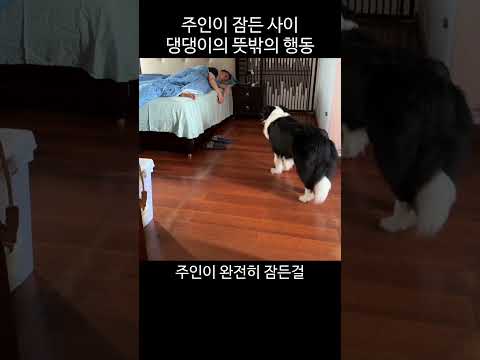 주인이 잠든 사이 댕댕이의 뜻밖의 행동ㅋㅋ