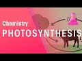 Exploring Photosynthesis and Respiration Processes