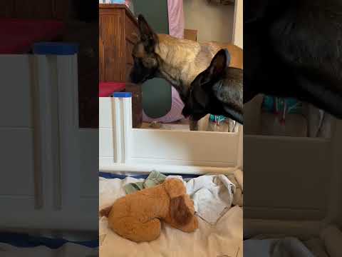 Dog Dad Tries To See His Puppy Son #puppy #puppyvideos #doglife