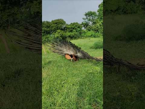 peacock saund #birds #peacock #animals #nature #wildlife #lifeisbutadream #danceshow