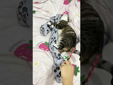 一只要上发条的的机器猫🐱#狸花猫 #宠物迷惑行为 #养猫的乐趣 #神奇动物在抖音 #狸花猫真的不好惹