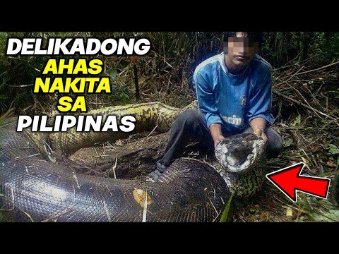 SOBRANG DELIKADONG AHAS NAKITA SA PILIPINAS | Kienn Thoughts