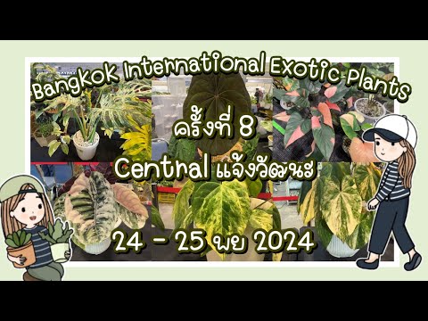 BANGKOKINTERNATIONALEXOTICPLANTSครั้งที่8วันที่2426พย2567ที่ Yui momo BANGKOKINTERNATIONALEXOTICPLANTSครั้งที่8วันที่2426พย2567ที่