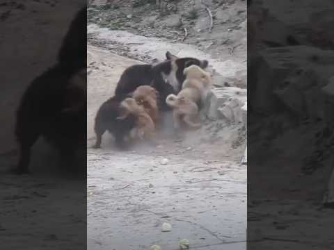 So brave puppy fighting a bear 곰과  싸우는 용감한 강쥐