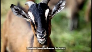 Où trouver mon fromage de chèvre - Découvrez notre plateforme !