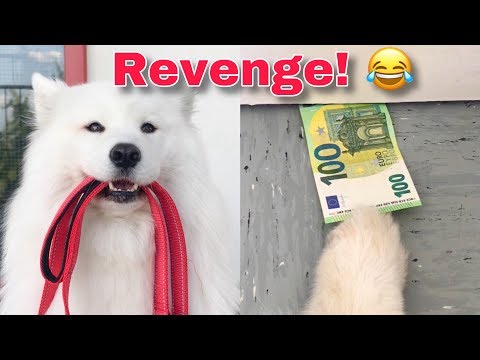 How I Got Tricked By My Dog