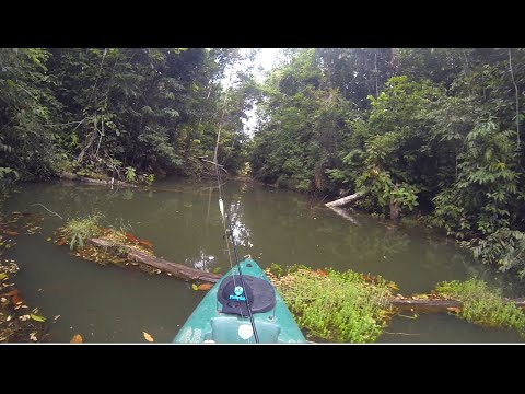 Pesca de TRAÍRA, ataques cinematográficos na isca de superfície!