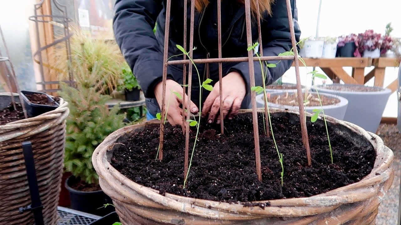 Planting Foxglove/Delphinium Seeds & Transplanting Sweet Peas!