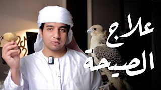 نصائح ذهبية لحل مشكلة الصيحة في الصقور