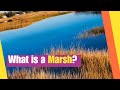 Marsh Ecosystems and Their Importance