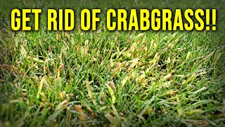 I Didn't Apply Pre-Emergent Now I Have Crabgrass...NOW WHAT???