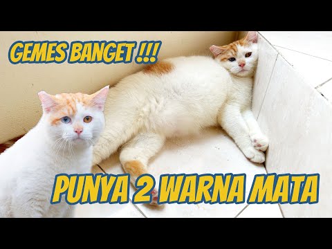 AKU PUNYA KUCING GEMOY YANG LANGKA