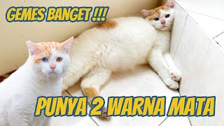 AKU PUNYA KUCING GEMOY YANG LANGKA