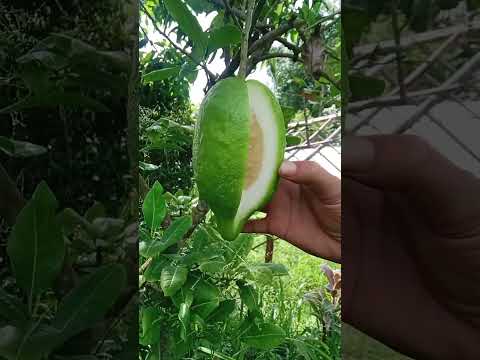 তিন কেজি মিস্ট লেবুর  বিতরের অংশ  দেকেন #farming #gardnig #gardaning #mangofruit