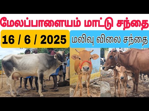 16 / 6 / 2025 / மேலப்பாளையம் மாட்டு சந்தை #மாடு #மாடுவளர்ப்பு #மாட்டுசந்தை #cow #cowfarm #cowmarket