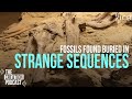 Creationist Perspectives on Fossil Records