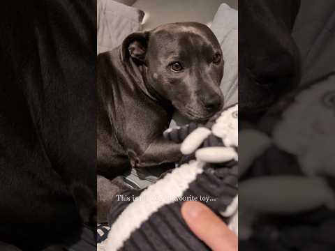 The first toy I ever gave her ๐ฅฐ #bluestaffy #dog #englishstaffy