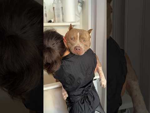 Ele é dms kkkk #pitmonster #americanbully #pitbull