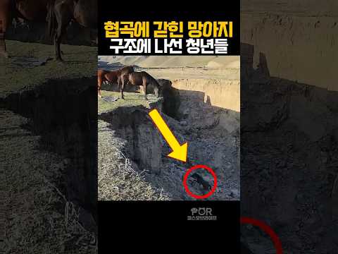 협곡에 고립된 말을 구조한 청년들 #동물 #말