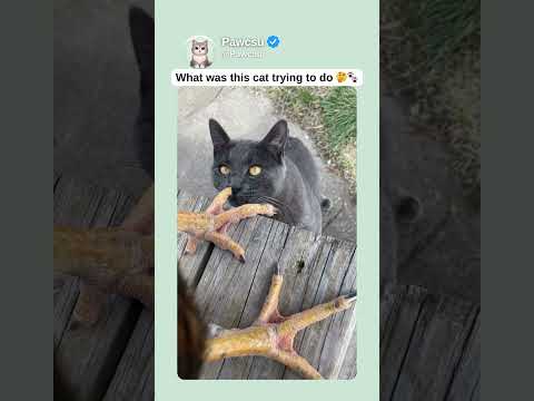 What was this cat trying to do ๐ค๐พ