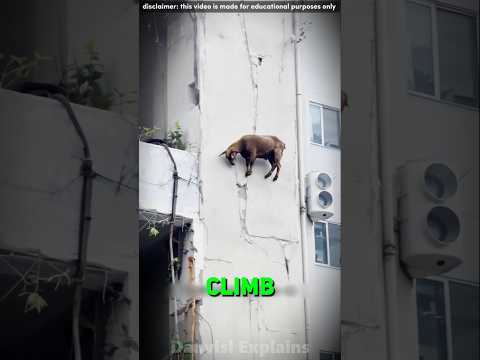 🤯 Goats That Defy Gravity!  #shorts #facts