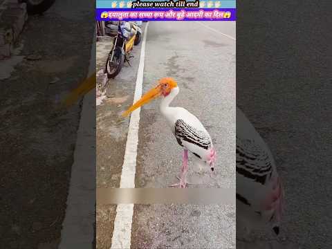 दयालुता का सच्चा रूप और बूढ़े आदमी का दिल 😱🙏🏻 #animal #animals #animallover #animalrescue #birds