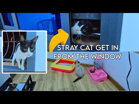 Shocking Moment: Kittens Surprised By Stray Cat Sneaking In Through Window!